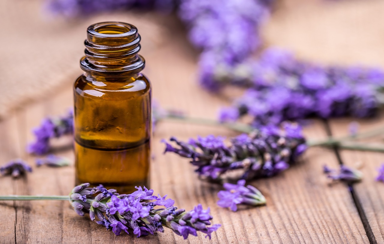 Lavanda